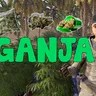 Ganja